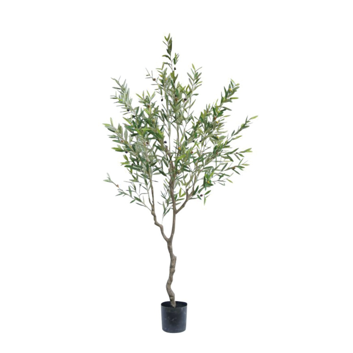 Olive Tree / 2.1m