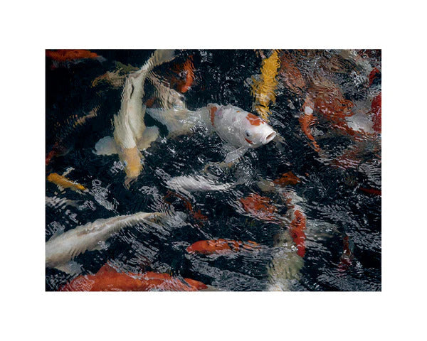 Good & Co / The Koi Pond / Oversized Wool + Silk Scarf