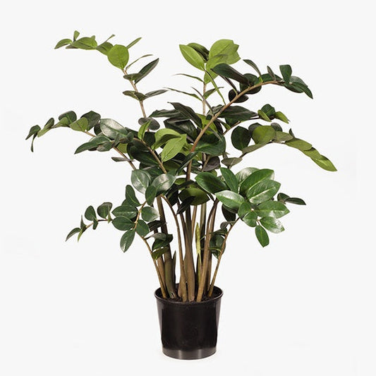 Zanzibar Gem Plant / Large