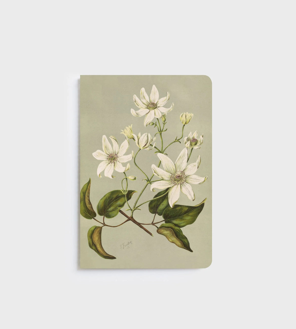 Notebook / Clematis Indivisa