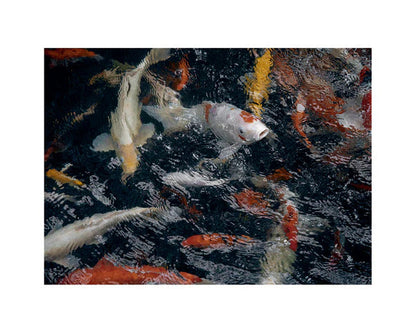 Good & Co / The Koi Pond / Oversized Wool + Silk Scarf