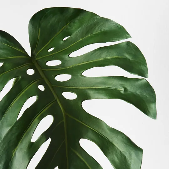Monstera Leaf